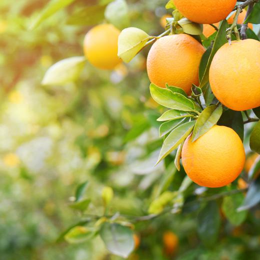 Oranges from Valencia