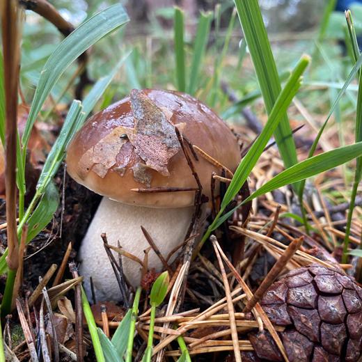 Boletus edulis