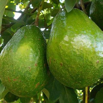 Avocado / Aguacate (palta)