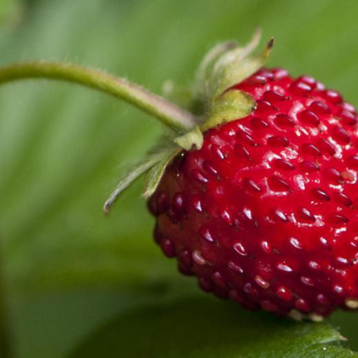 Wild Strawberry / Fresón salvaje img2