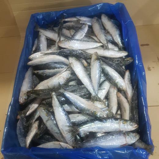 Sardinas