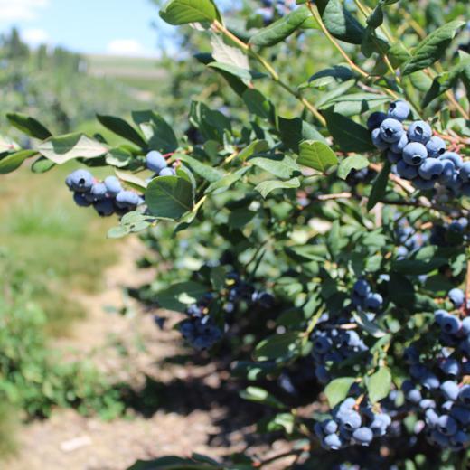 Blueberries / Arándanos img2